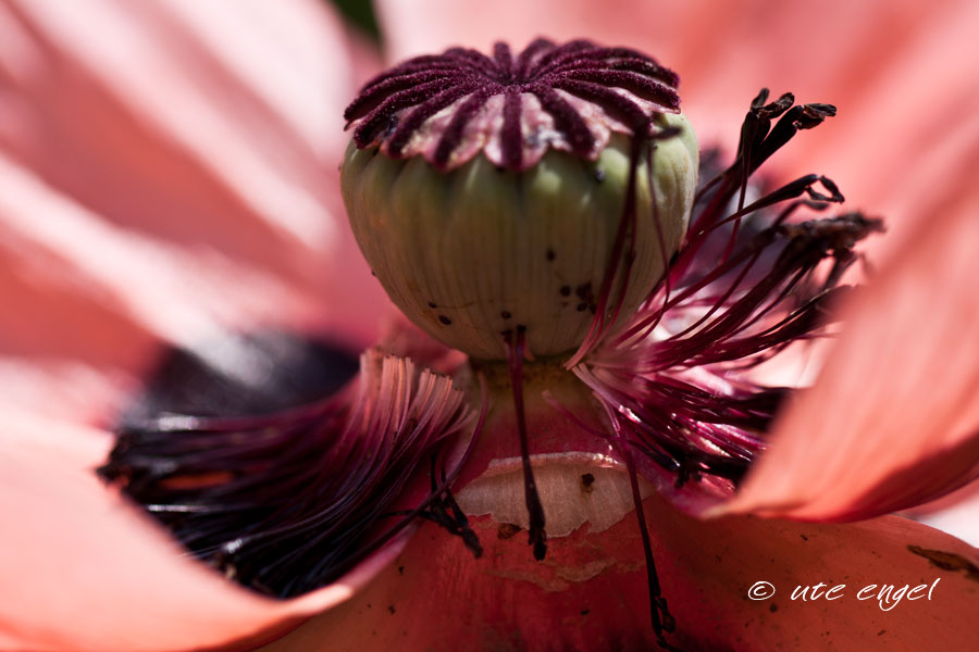 Das Innere der Mohnblüte